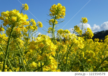 南房総富浦町に咲く菜の花 122354579