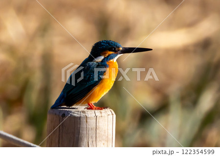 埼玉県川越市池辺　川越水上公園　修景池（ボート池）の水辺にとまるカワセミ 122354599