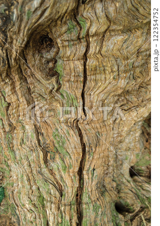 Close-up of textured tree bark with moss from an ancient centuries-old Mediterranean olive tree Close-up of textured tree bark with moss from an ancient centuries-old Mediterranean olive tree 122354752
