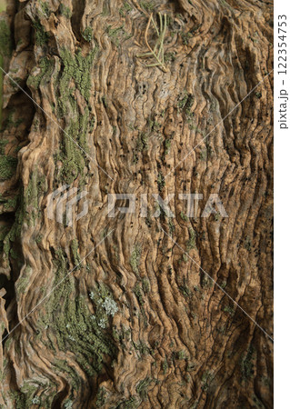Close-up of textured tree bark with moss from an ancient centuries-old Mediterranean olive tree 122354753