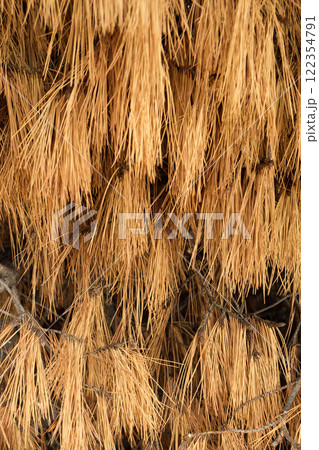 Close-Up of Dry Pine Needles on Branches 122354791
