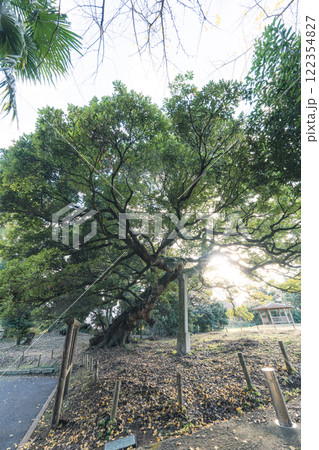 府馬の大クスの隣の子グス(冬) 府馬の大クスの隣の子グス(冬) 122354827