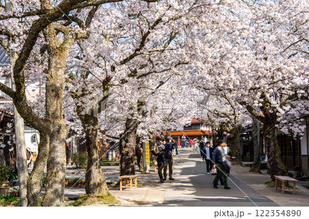 春の新庄宿 満開のがいせん桜13 岡山県真庭郡新庄村 春の新庄宿 満開のがいせん桜13 岡山県真庭郡新庄村 122354890