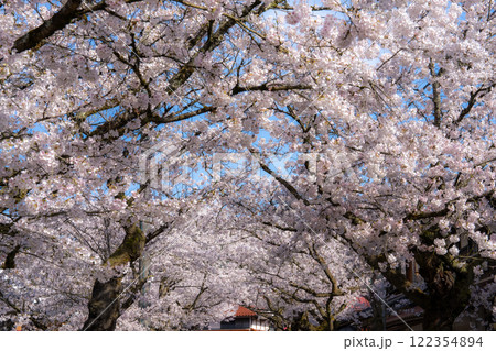 春の新庄宿 満開のがいせん桜9 岡山県真庭郡新庄村 春の新庄宿 満開のがいせん桜9 岡山県真庭郡新庄村 122354894