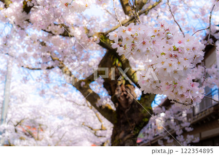 春の新庄宿 満開のがいせん桜8 岡山県真庭郡新庄村 春の新庄宿 満開のがいせん桜8 岡山県真庭郡新庄村 122354895