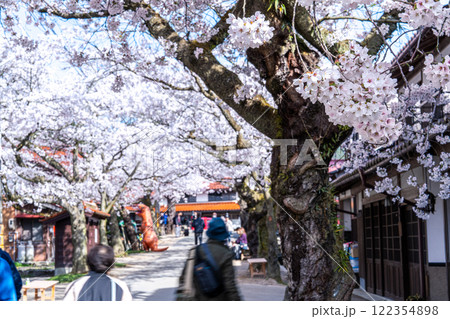 春の新庄宿 満開のがいせん桜5 岡山県真庭郡新庄村 春の新庄宿 満開のがいせん桜5 岡山県真庭郡新庄村 122354898