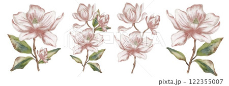 Delicate magnolia blossoms painted with watercolor in soft pastel shades Delicate magnolia blossoms painted with watercolor in soft pastel shades 122355007