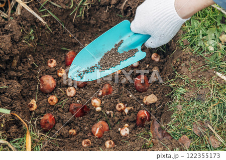 top dressing with granular fertilizer for spring bulbous plants when planting 122355173