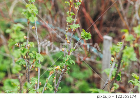 Blackcurrant Gall or Big Bud Mite pest. Infected enlarged round buds on young currant bush in Spring 122355174