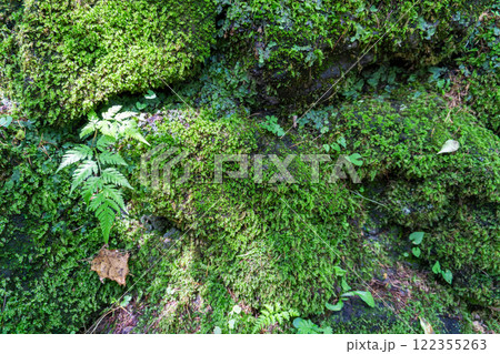 森の中の苔のある風景 122355263