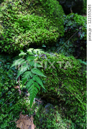 森の中の苔のある風景 122355265