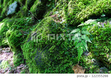 森の中の苔のある風景 122355266