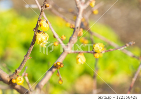 ロウバイの花 122356428