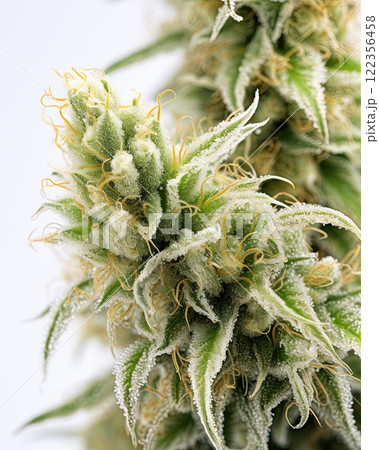 Medical marijuana flower. Close up cannabis flower. Medical marijuana bud. White background. Ai Generative 122356458