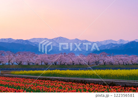 あさひ舟川・春の四重奏 あさひ舟川・春の四重奏 122356581