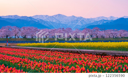 あさひ舟川・春の四重奏 あさひ舟川・春の四重奏 122356590