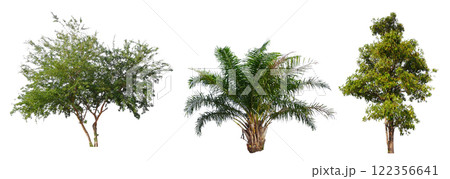 high quality collection tree isolated on white background high quality collection tree isolated on white background 122356641