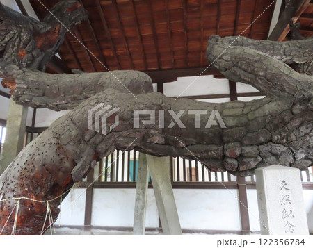 高砂神社、兵庫県高砂市、相生の松で知られ、能・謡曲の高砂の舞台の一つ、厄落とし清め処の水のない池 高砂神社、兵庫県高砂市、相生の松で知られ、能・謡曲の高砂の舞台の一つ、厄落とし清め処の水のない池 122356784