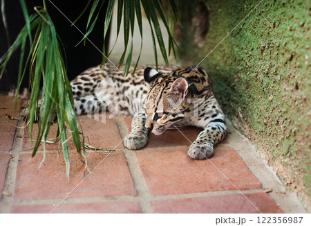 Young leopard 122356987