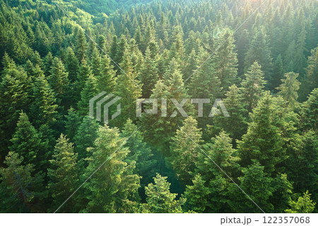 Aerial view of green pine forest with dark spruce trees. Nothern woodland scenery from above Aerial view of green pine forest with dark spruce trees. Nothern woodland scenery from above 122357068