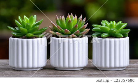 Three white ceramic pots with succulents in them 122357690