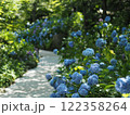 梅雨の晴れ間に咲く紫陽花 122358264