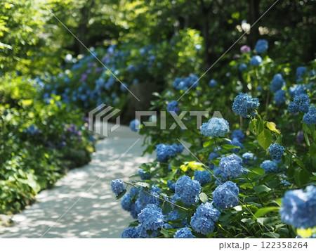 梅雨の晴れ間に咲く紫陽花 梅雨の晴れ間に咲く紫陽花 122358264