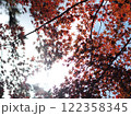 紅葉したモミジ 122358345