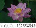 ハスの花、清浄なる花 122358348
