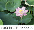 葉の間から顔を出す大賀蓮 122358349