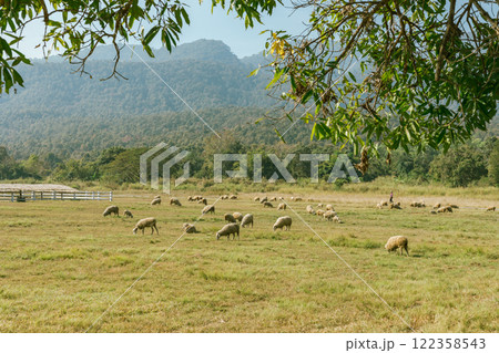 Sheep Farm in Thailand 122358543