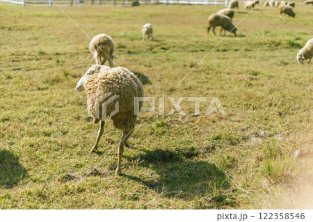 Sheep Farm in Thailand 122358546