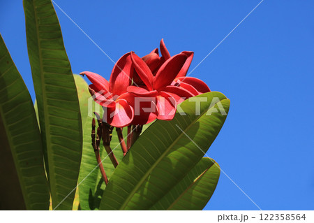 Red flowers of a frangipani tree, Thailand. 122358564