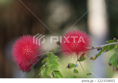 オオベニゴウカン オオベニゴウカン 122358601