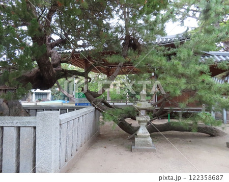 高砂神社、兵庫県高砂市、相生の松で知られ、能・謡曲の高砂の舞台の一つ 高砂神社、兵庫県高砂市、相生の松で知られ、能・謡曲の高砂の舞台の一つ 122358687