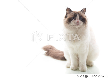 Bright-eyed Ragdoll pet, isolated on white background Bright-eyed Ragdoll pet, isolated on white background 122358765