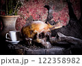 Human skull on old wood background, still life 122358982