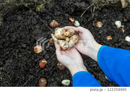 hands holding daffodil bulbs before planting in the ground 122358995