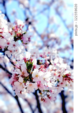 春の日差しを浴びる桜 122359020