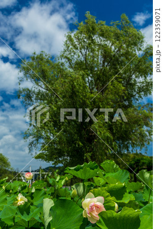 （とやまビューポイント）二町潟横断橋　十二町潟水郷公園　氷見市　7月 122359071