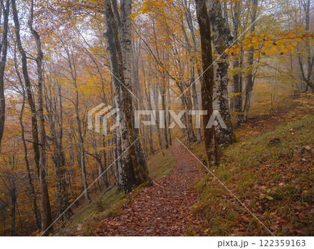 Enchanting hiking trail through idyllic foggy autumn forest in dreamy Plitvice lakes National Park. Spooky fantasy atmospheric mood in autumn woodland 122359163