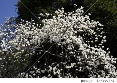 青空の下にハクモクレンの白い花が咲いています。学名はMagnolia denudataです。 青空の下にハクモクレンの白い花が咲いています。学名はMagnolia denudataです。 122359173
