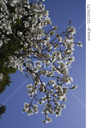 青空の下にハクモクレンの白い花が咲いています。学名はMagnolia denudataです。 青空の下にハクモクレンの白い花が咲いています。学名はMagnolia denudataです。 122359175