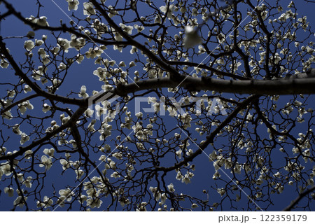 青空の下にハクモクレンの白い花が咲いています。学名はMagnolia denudataです。 青空の下にハクモクレンの白い花が咲いています。学名はMagnolia denudataです。 122359179