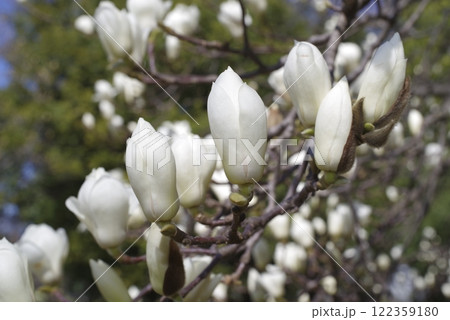 ハクモクレンの白い花が咲いています。学名はMagnolia denudataです。 122359180