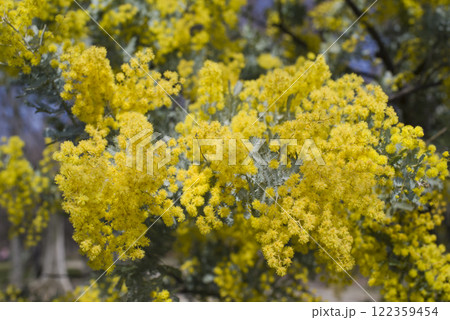 ギンヨウアカシア（ミモザ）の黄色い花が咲いています。学名はAcacia baileyanaです。 122359454