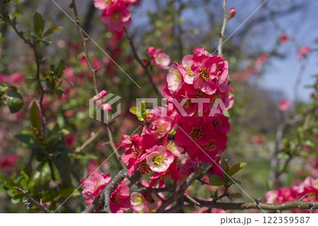 ピンク色のボケの花が満開です。 122359587