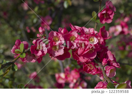 ピンク色のボケの花が満開です。 ピンク色のボケの花が満開です。 122359588
