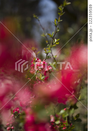 ピンク色のボケの花が満開です。 122359589