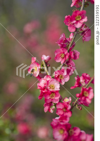 ピンク色のボケの花が満開です。 122359591